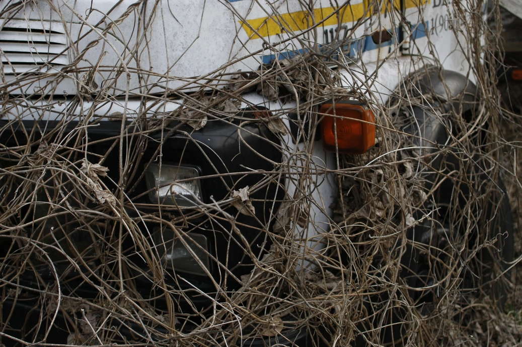 A picture of a truck covered in vines