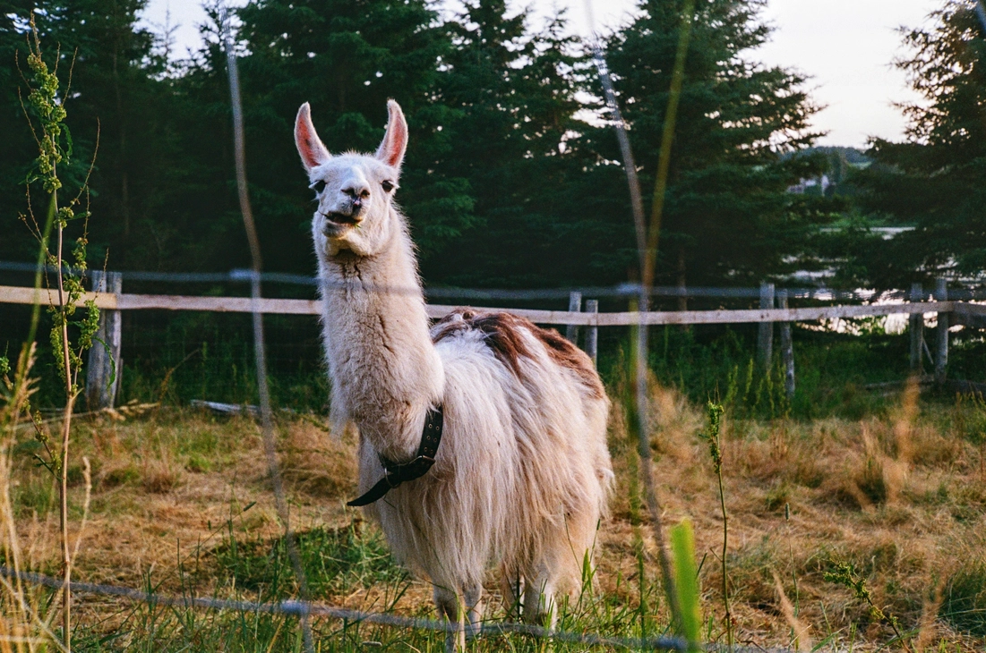 A picture of a llama